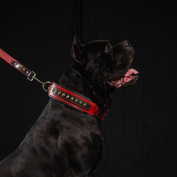 The "Balteus" red collar is good