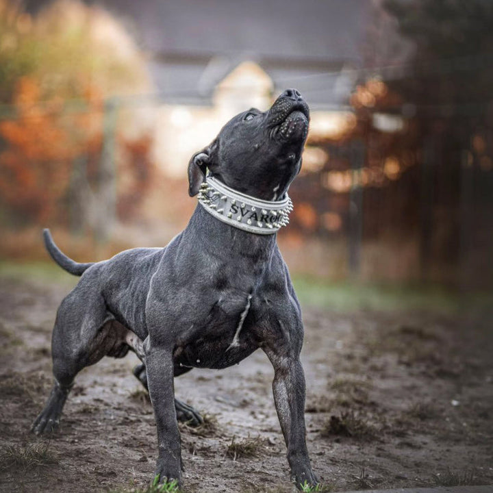 The "Metal" collar White &amp; Gold- personalized!