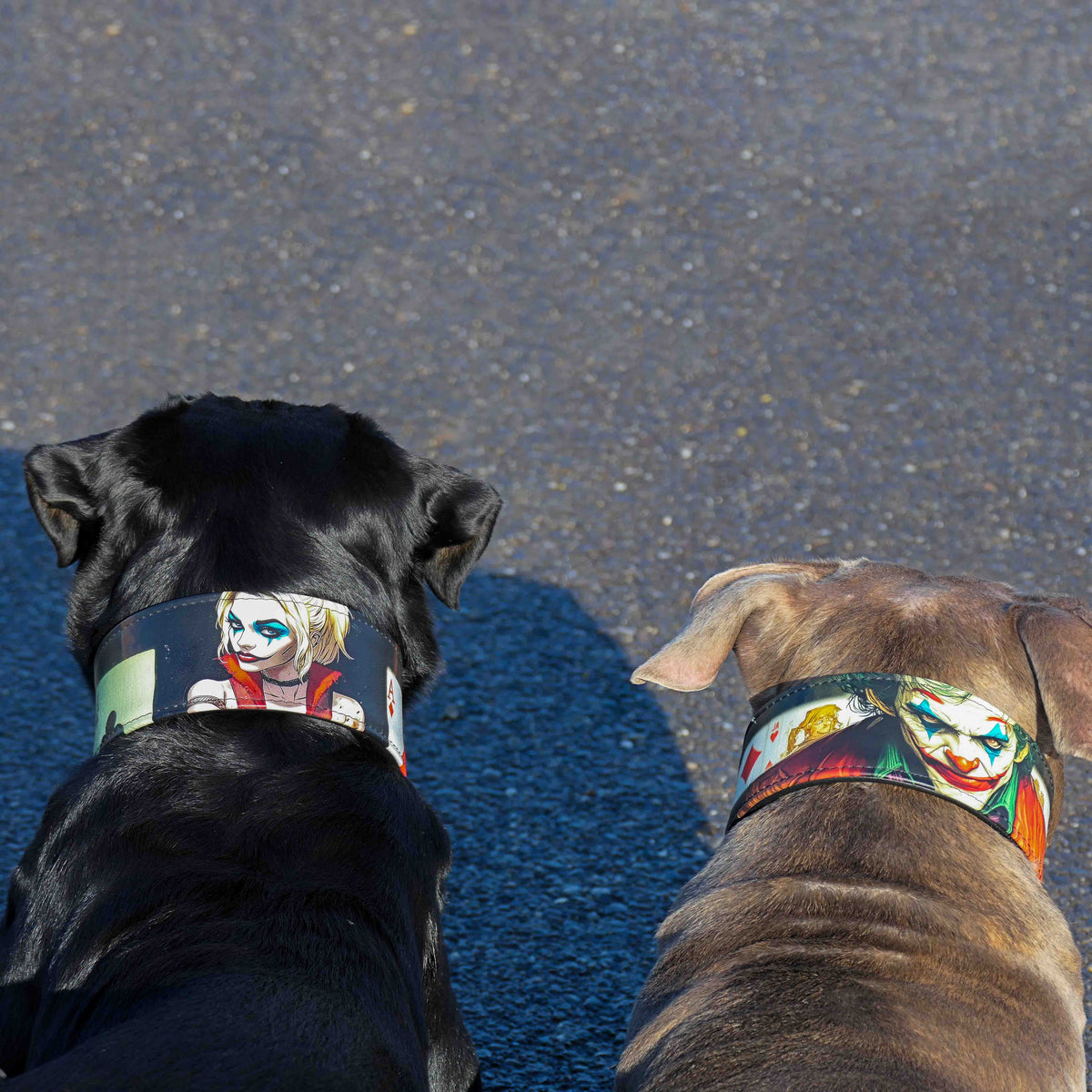 Harley Limited Collar for Dogs