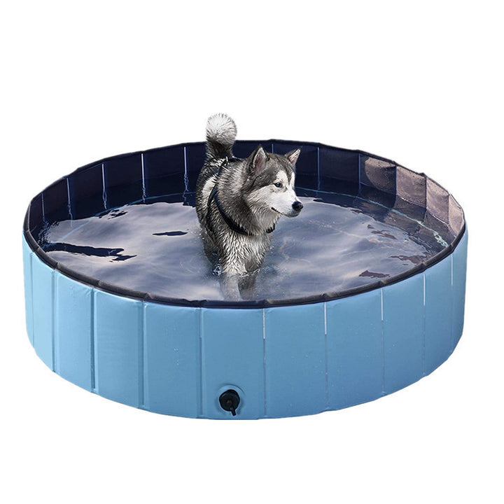 Pet Pool Dog