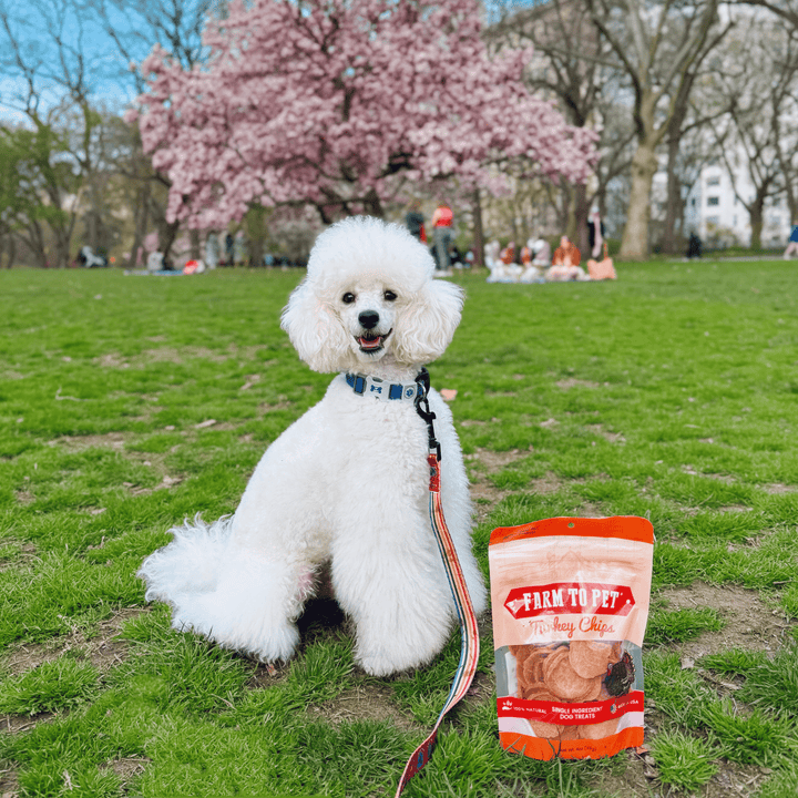 Turkey Chips for Dogs | All-Natural Single-Ingredient Healthy Dog Treats