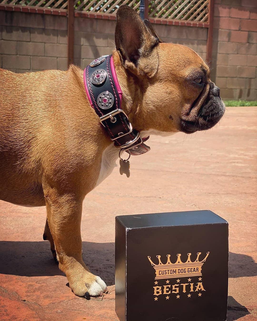 "Bijou" Collar Black &amp; Pink is a stylish and eye-catching dog 