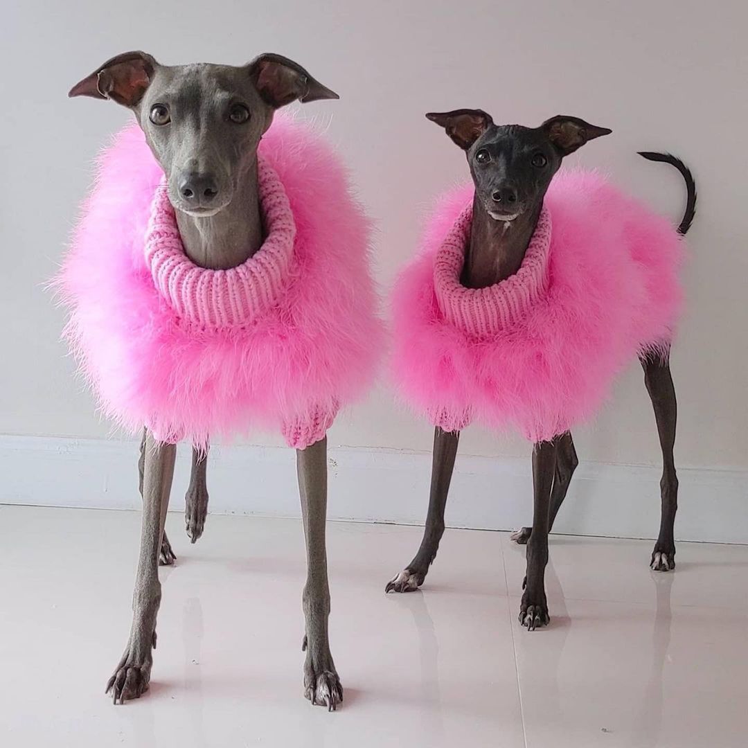 Luxury Dog Sweater for Autumn and Winter - Lady Turkey