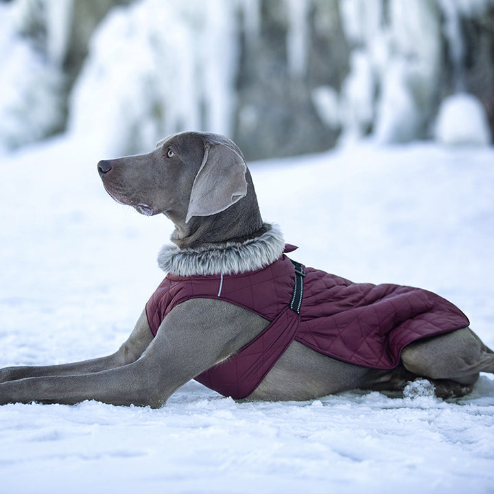 Pet Clothing Cotton Coats Wholesale, Winter