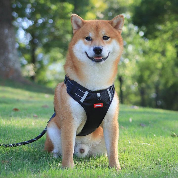 Nylon Dog